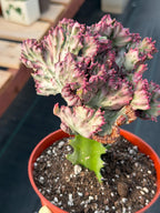 Crested Coral Cactus | Crested Euphorbia Lactea | Unique Ocean Coral Plant | Live Cactus
