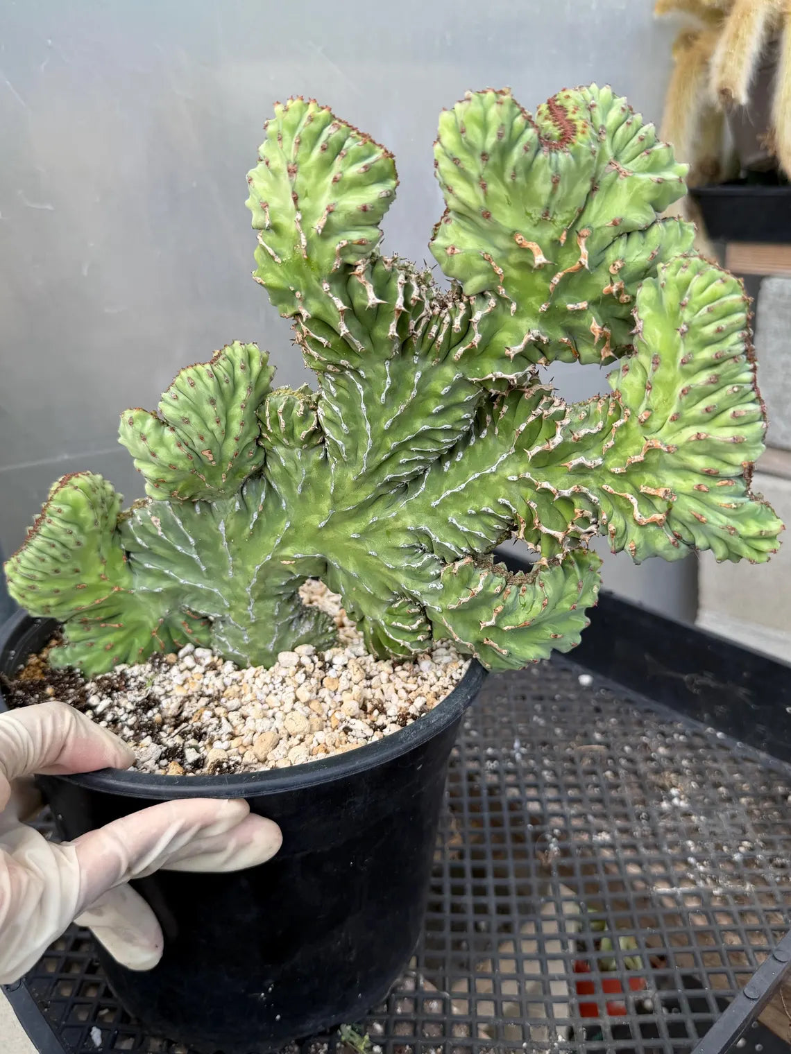 Crested Euphorbia Zigzag | Rooted Cutting | Rare Live Plant