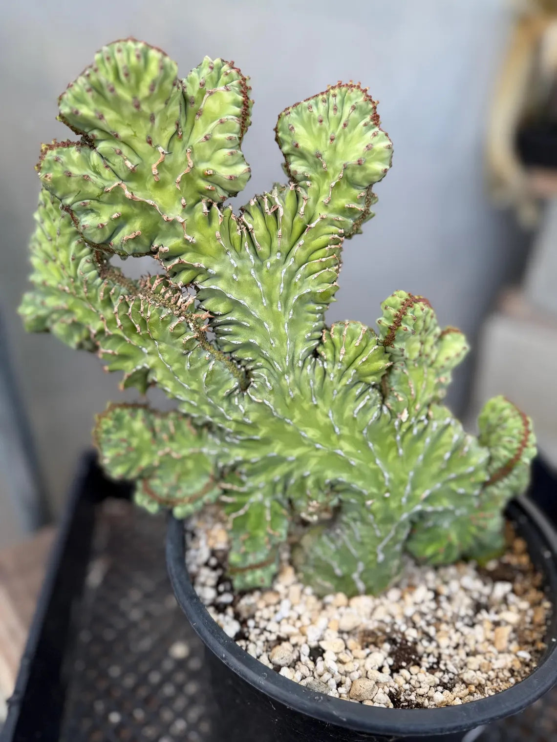 Crested Euphorbia Zigzag | Rooted Cutting | Rare Live Plant