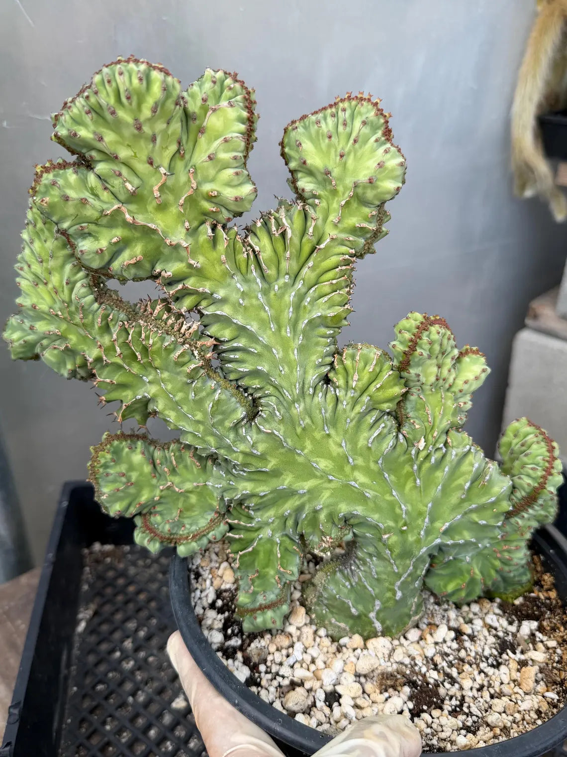 Crested Euphorbia Zigzag | Rooted Cutting | Rare Live Plant