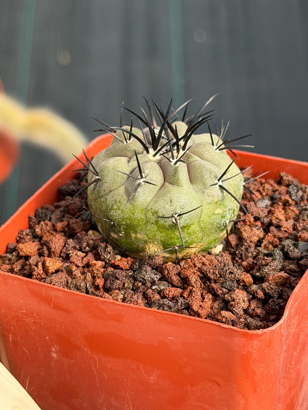 Copiapoa Cinerea Seed Grown Rare Collector Cactus #1059 Desert Cactus Plant