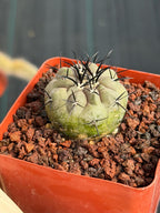 Copiapoa Cinerea Seed Grown Rare Collector Cactus #1059 Desert Cactus Plant