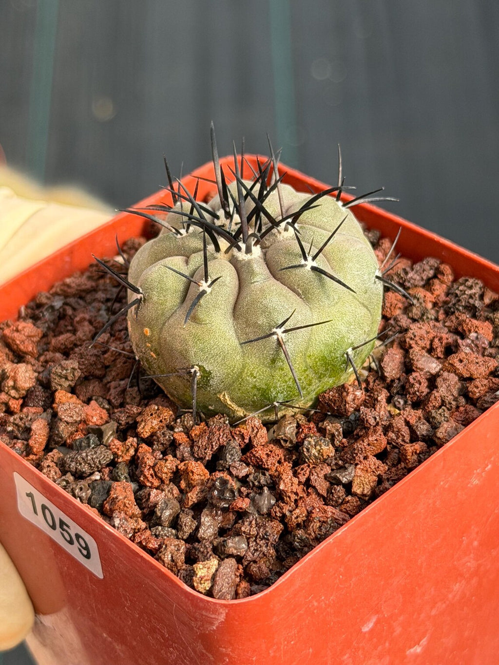 Copiapoa Cinerea Seed Grown Rare Collector Cactus #1059 Desert Cactus Plant
