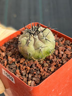 Copiapoa Cinerea Seed Grown Rare Collector Cactus #1059 Desert Cactus Plant