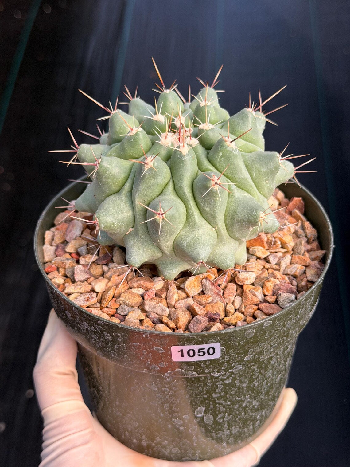 Thelocactus Rinconensis | Seed Grown Rare Cactus | Live Cactus | #1050
