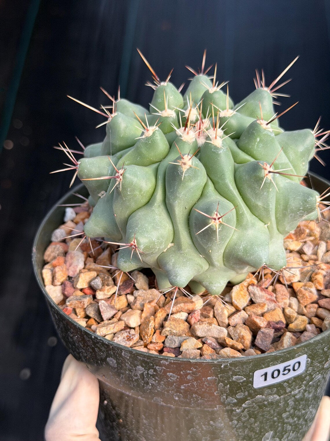 Thelocactus Rinconensis | Seed Grown Rare Cactus | Live Cactus | #1050