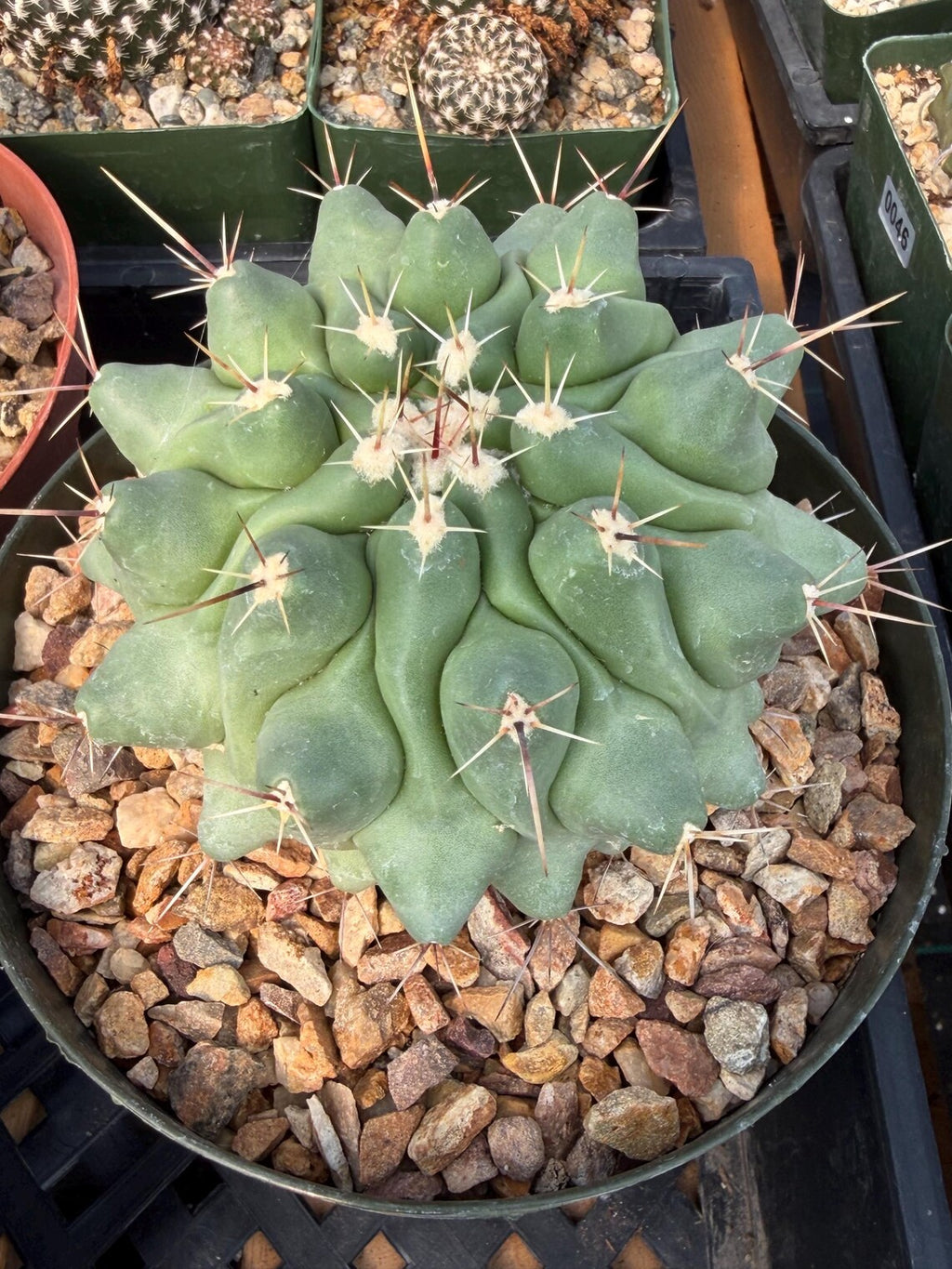 Thelocactus Rinconensis | Seed Grown Rare Cactus | Live Cactus | #1050