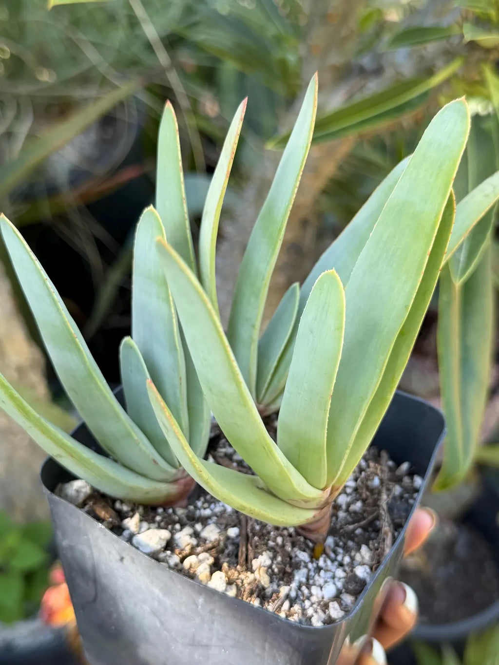 Tree Fan Aloe | Aloe Plicatilis Large Succulent Plant | Tree Plant