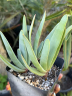 Tree Fan Aloe | Aloe Plicatilis Large Succulent Plant | Tree Plant