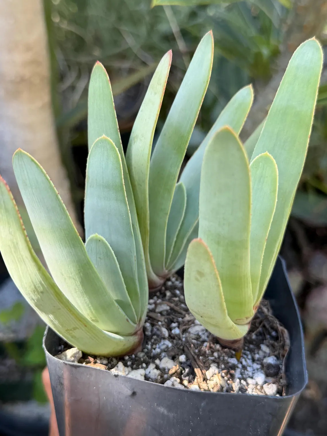 Tree Fan Aloe | Aloe Plicatilis Large Succulent Plant | Tree Plant