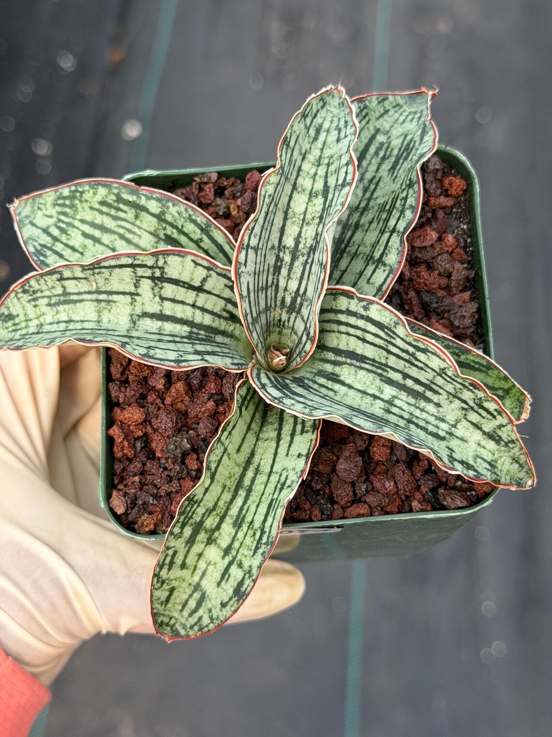 Sansevieria Cleopatra Rare Snake Plant #74 | Compact Air Purifying Succulent | Easy Care Indoor Houseplant Gift