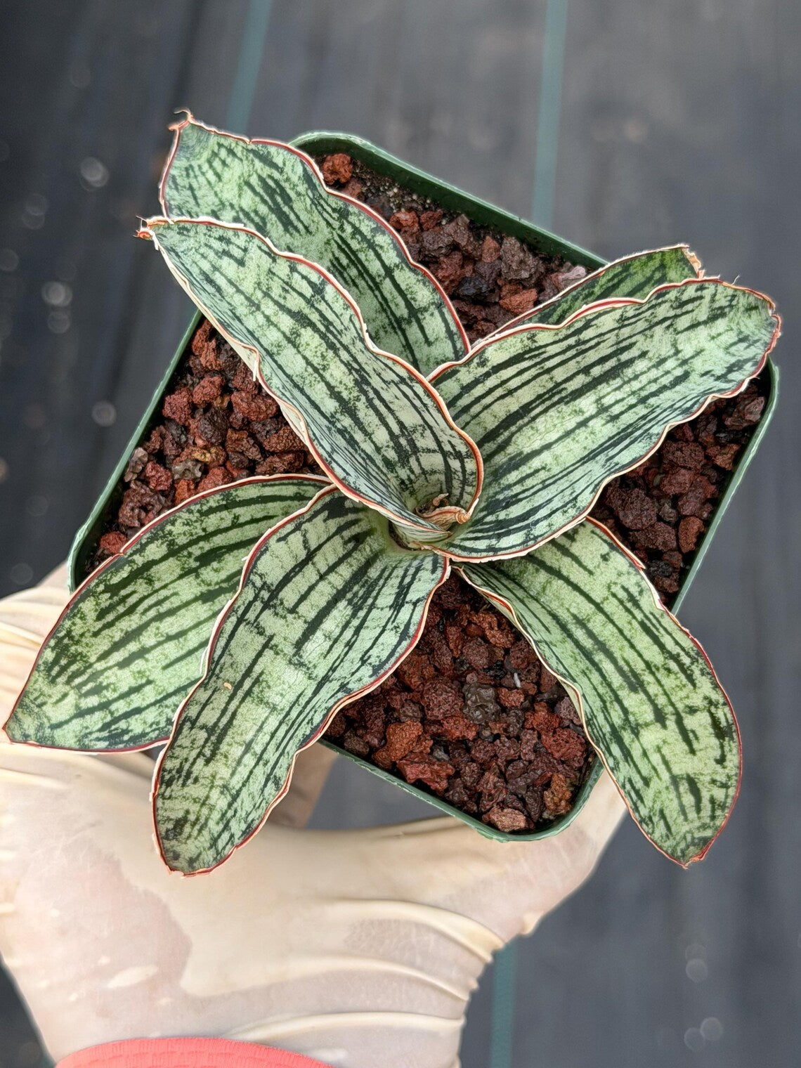 Sansevieria Cleopatra Rare Snake Plant #74 | Compact Air Purifying Succulent | Easy Care Indoor Houseplant Gift