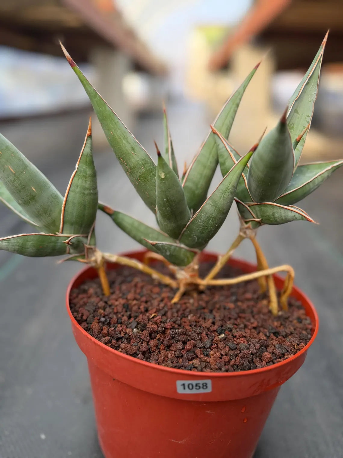 Sansevieria pinguicula Walking Snake Plant | Exact Plant #1058