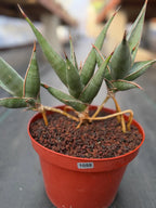Sansevieria pinguicula Walking Snake Plant | Exact Plant #1058