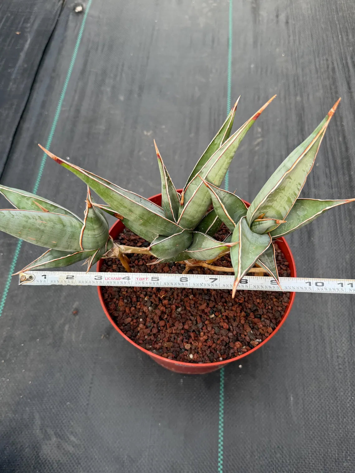 Sansevieria pinguicula Walking Snake Plant | Exact Plant #1058