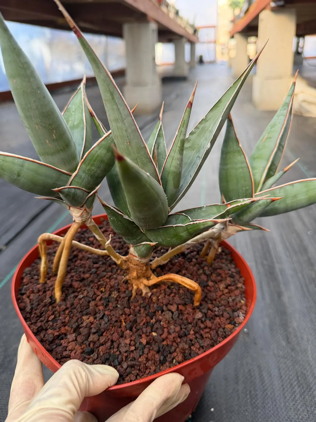 Sansevieria pinguicula Walking Snake Plant | Exact Plant #1058
