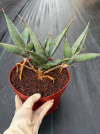 Sansevieria pinguicula Walking Snake Plant | Exact Plant #1058