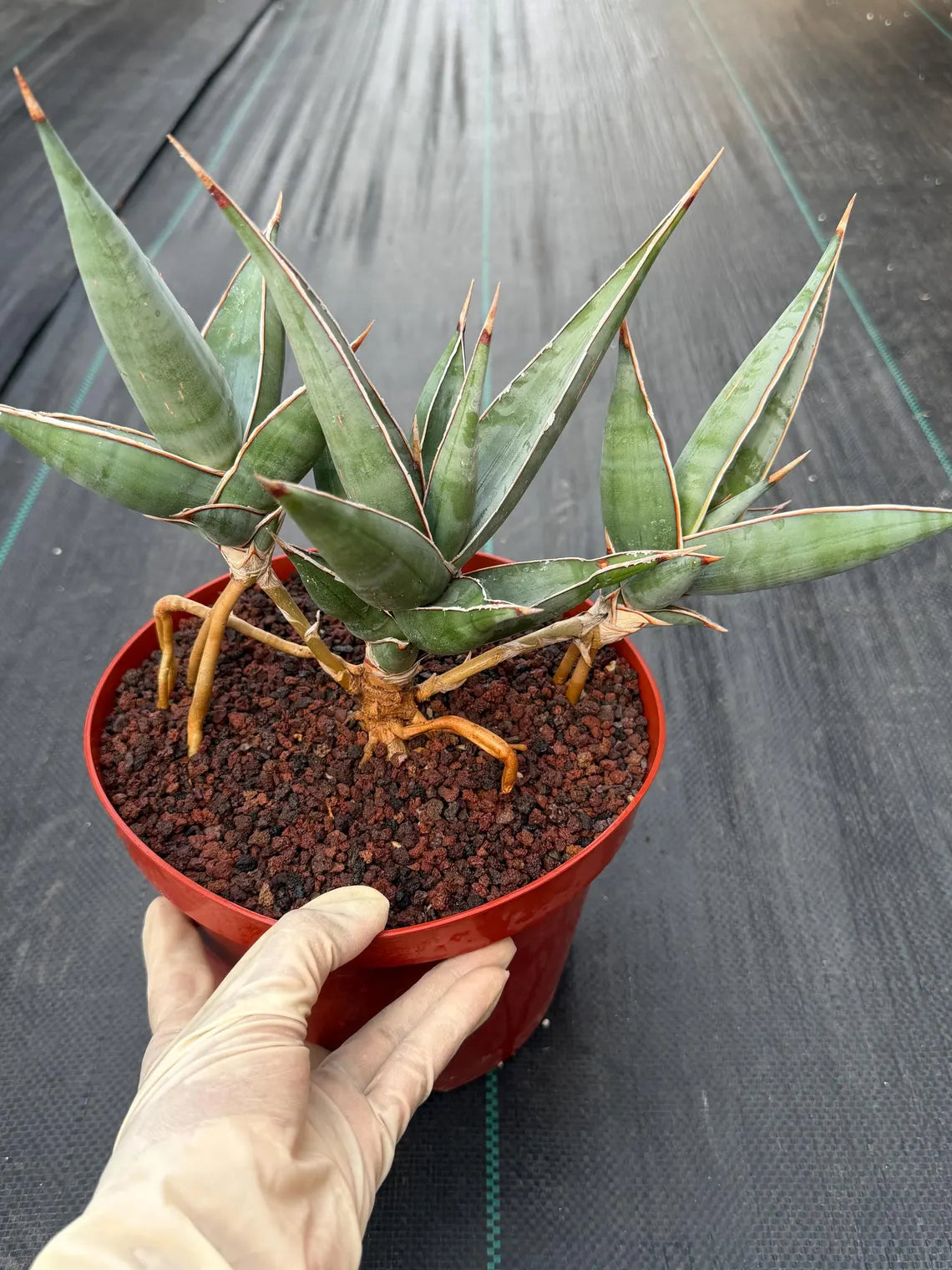Sansevieria pinguicula Walking Snake Plant | Exact Plant #1058