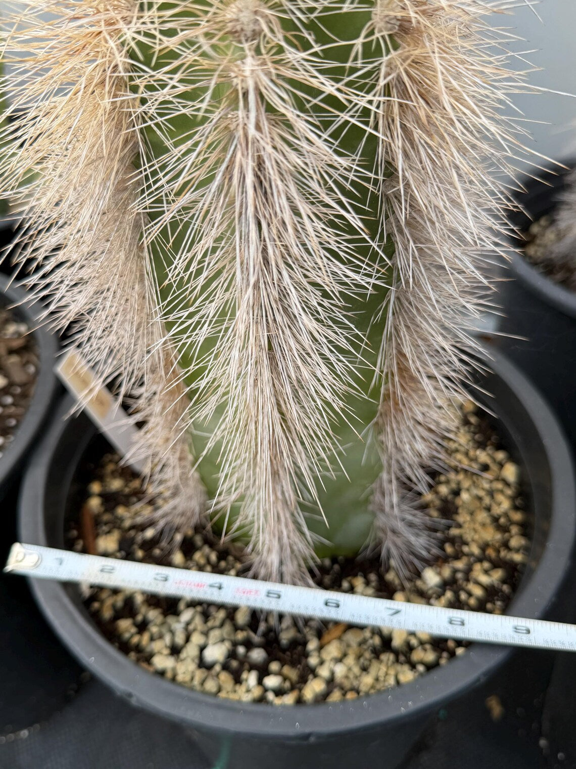 Woolly Rhino Columnar Cactus Cutting, 12-Inch Exact Specimen