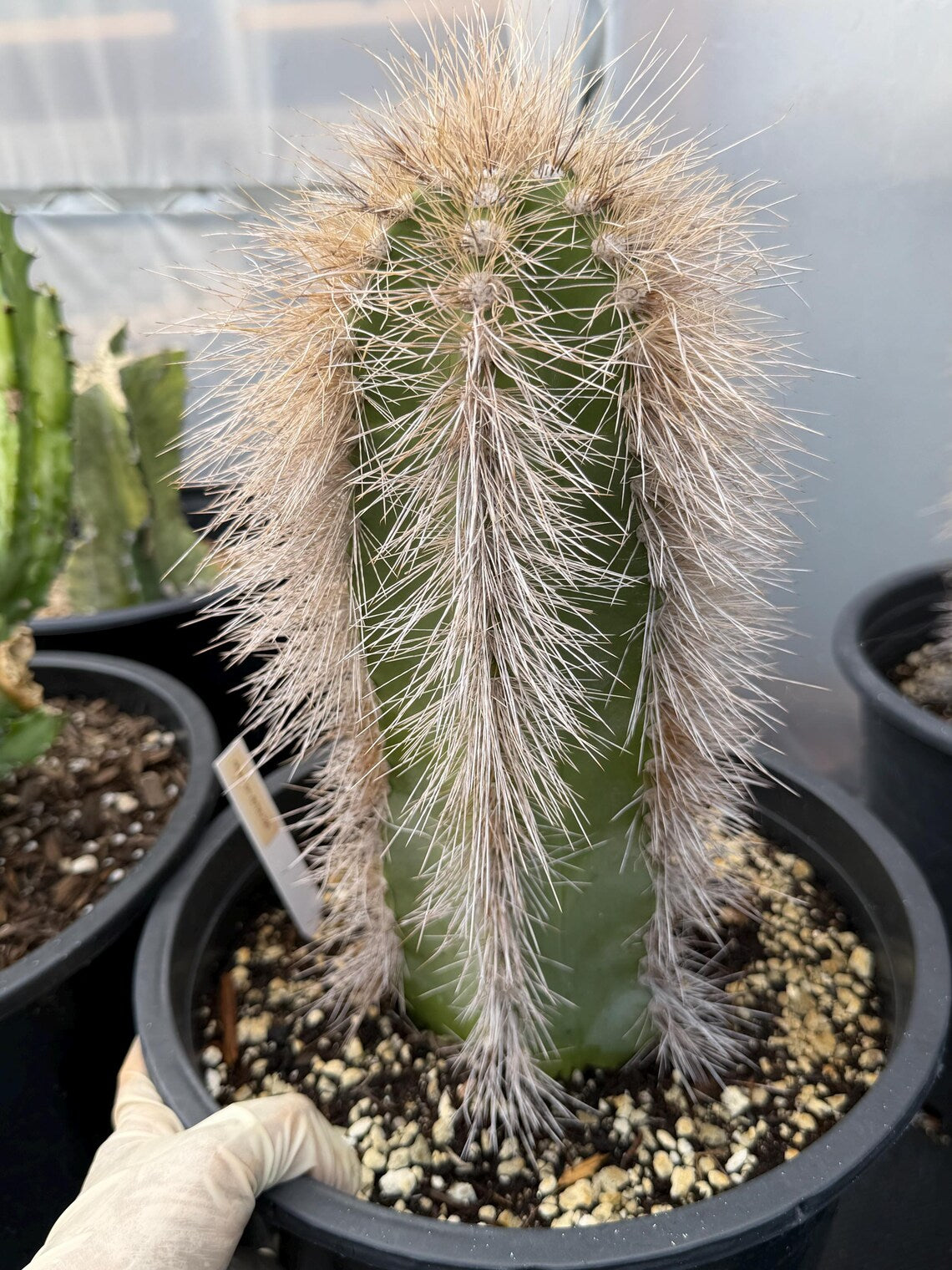 Woolly Rhino Columnar Cactus Cutting, 12-Inch Exact Specimen
