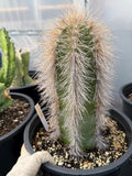 Woolly Rhino Columnar Cactus Cutting, 12-Inch Exact Specimen