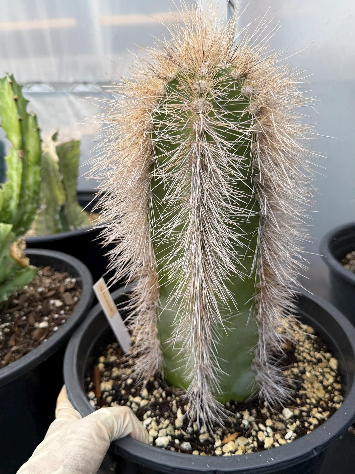 Woolly Rhino Columnar Cactus Cutting, 12-Inch Exact Specimen