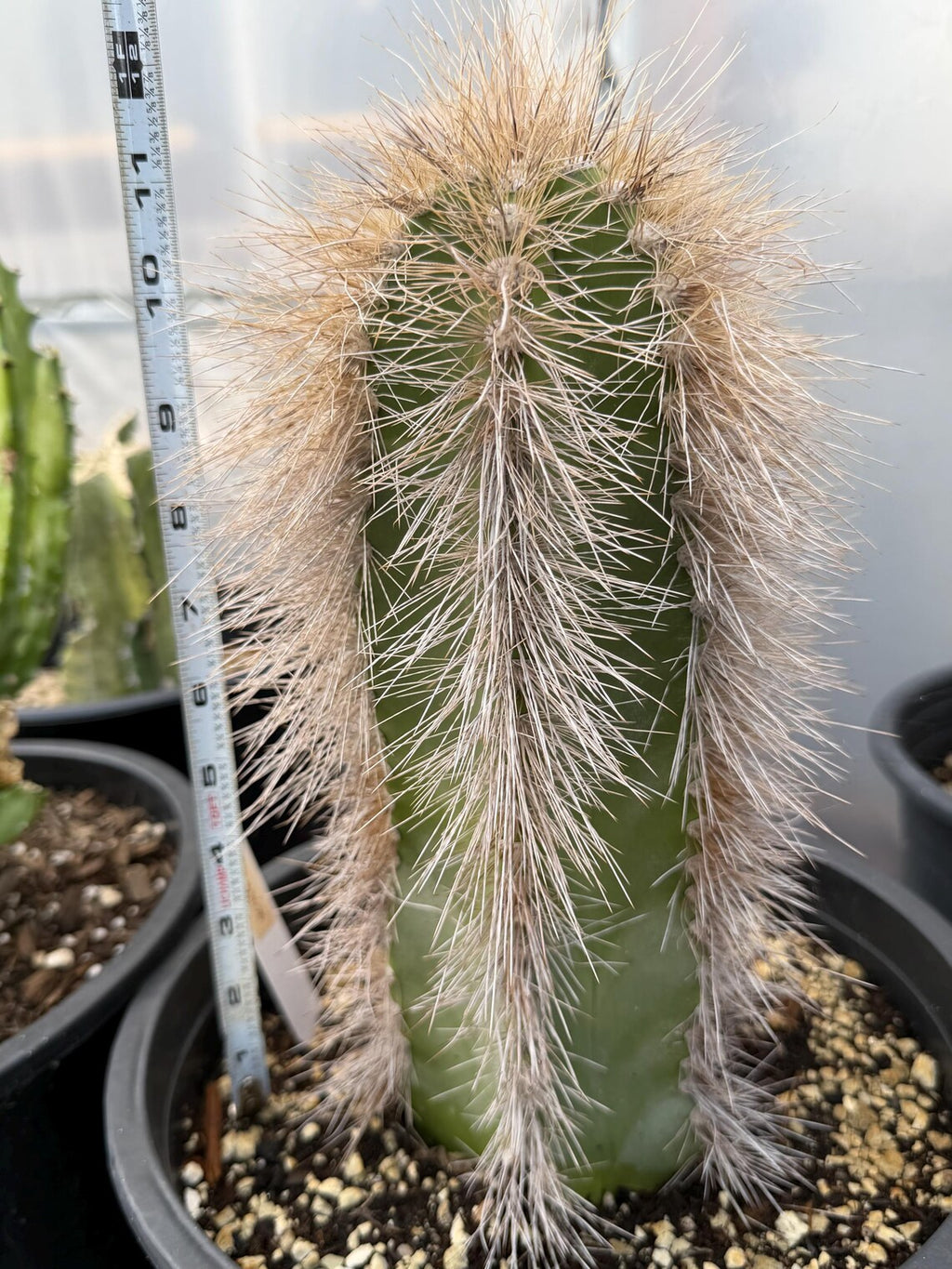 Woolly Rhino Columnar Cactus Cutting, 12-Inch Exact Specimen