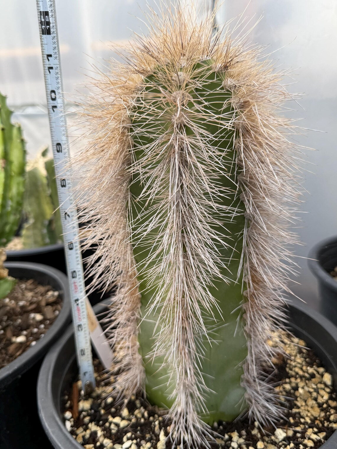 Woolly Rhino Columnar Cactus Cutting, 12-Inch Exact Specimen