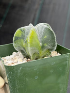Variegated Astrophytum Myriostigma Seedgrown #1021 | Live Cactus | Rare Plant
