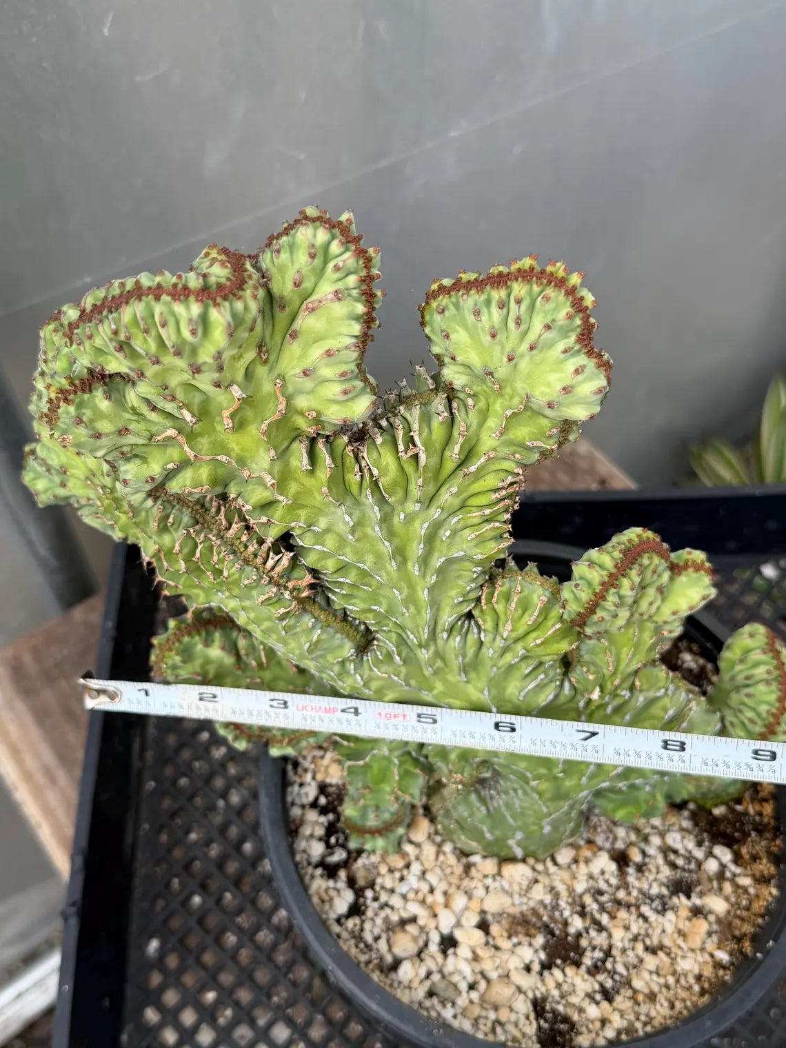 Crested Euphorbia Zigzag | Rooted Cutting | Rare Live Plant