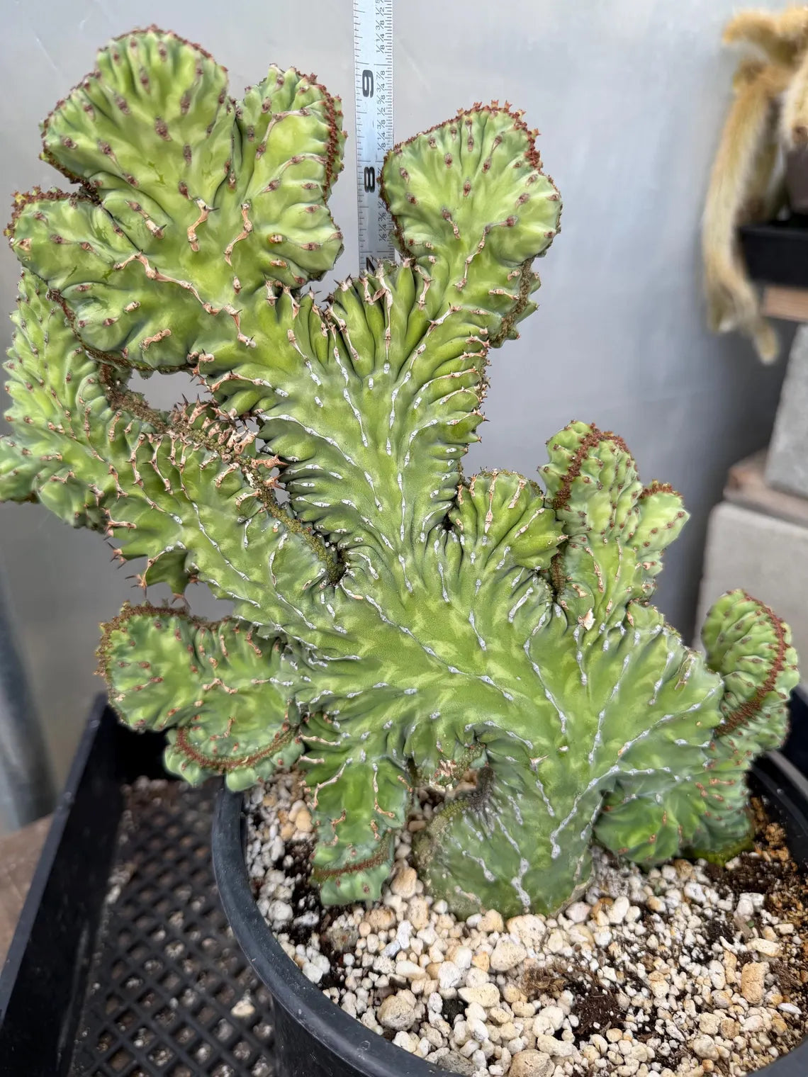 Crested Euphorbia Zigzag | Rooted Cutting | Rare Live Plant