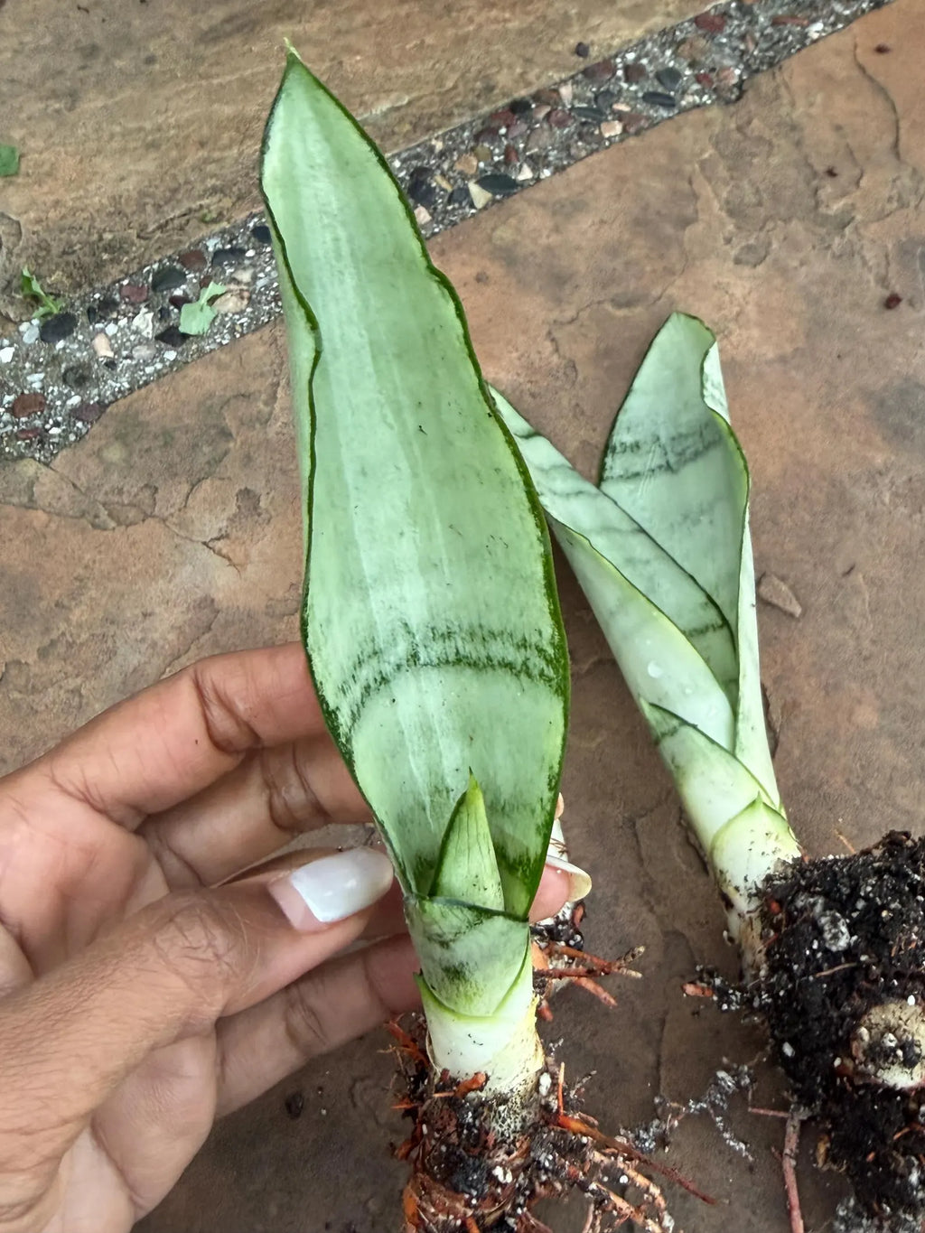 Sansevieria Moonshine Live Plant – 4-Inch Easy-Care Snake Plant Houseplant