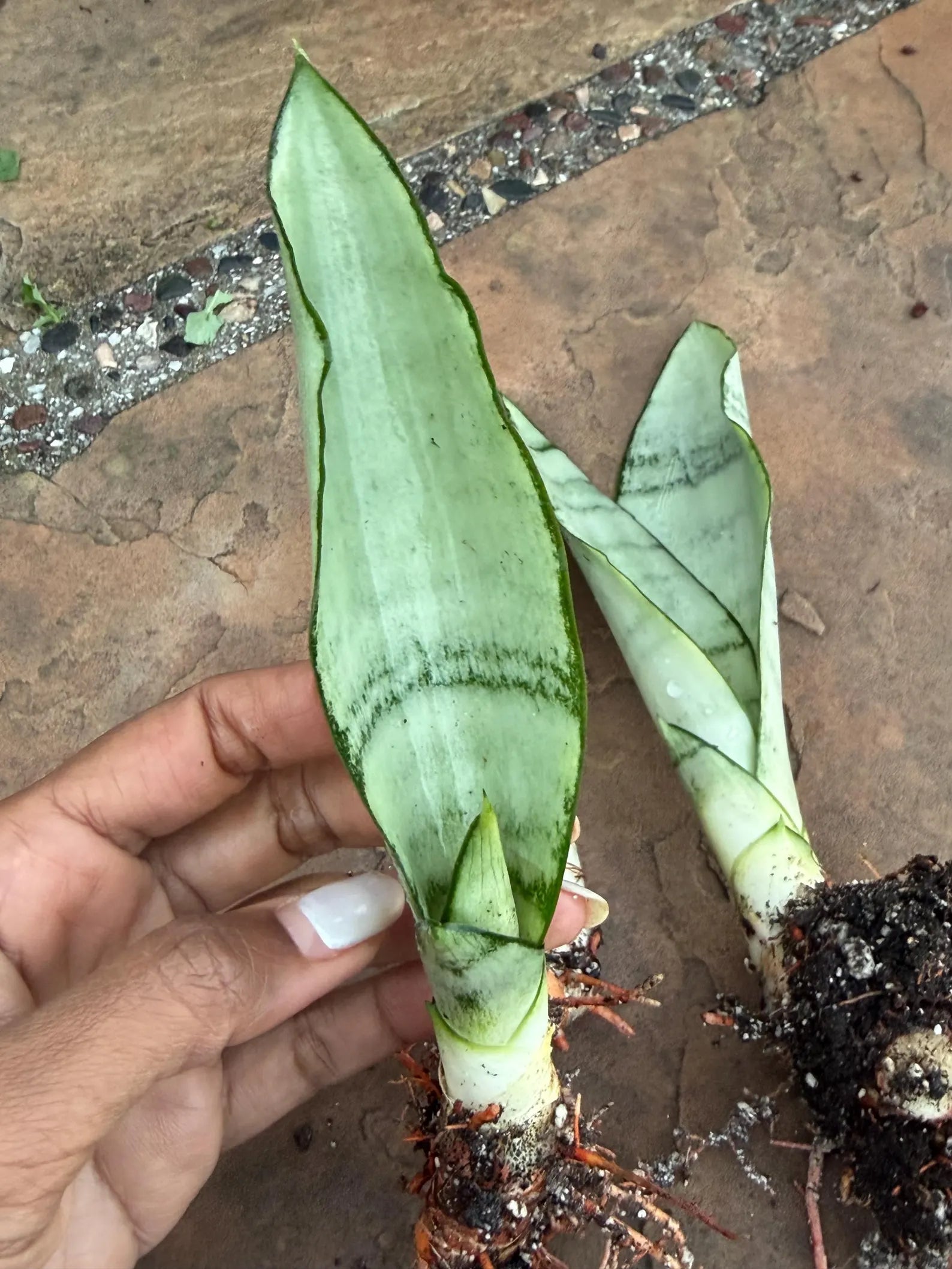 Sansevieria Moonshine Live Plant – 4-Inch Easy-Care Snake Plant Houseplant