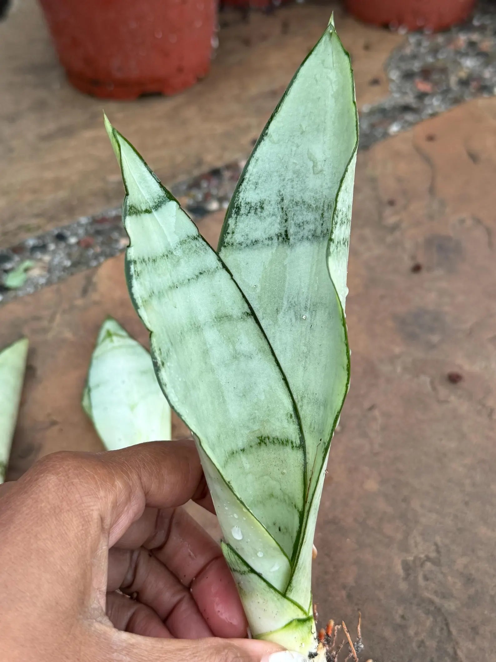 Sansevieria Moonshine Live Plant – 4-Inch Easy-Care Snake Plant Houseplant
