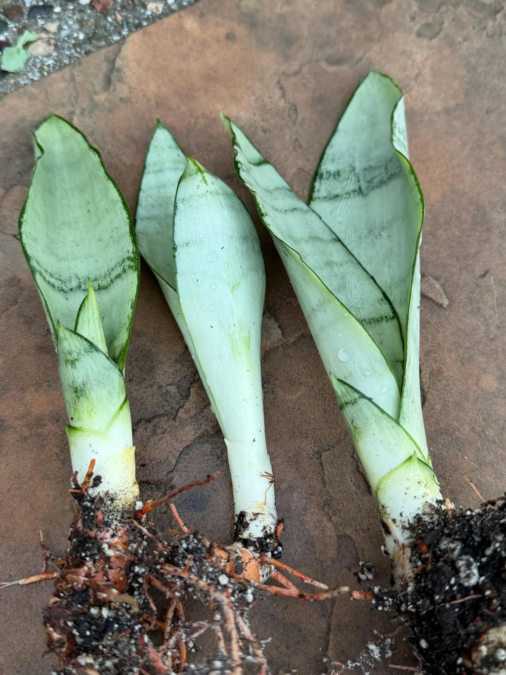 Sansevieria Moonshine Live Plant – 4-Inch Easy-Care Snake Plant Houseplant