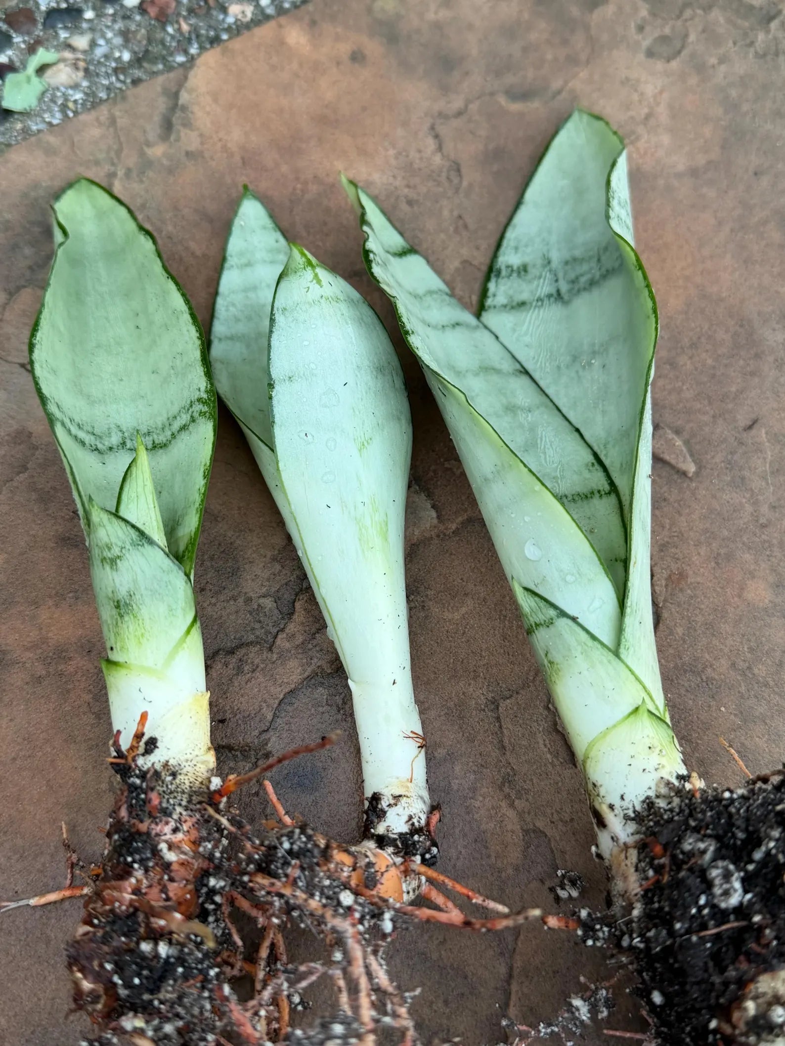 Sansevieria Moonshine Live Plant – 4-Inch Easy-Care Snake Plant Houseplant
