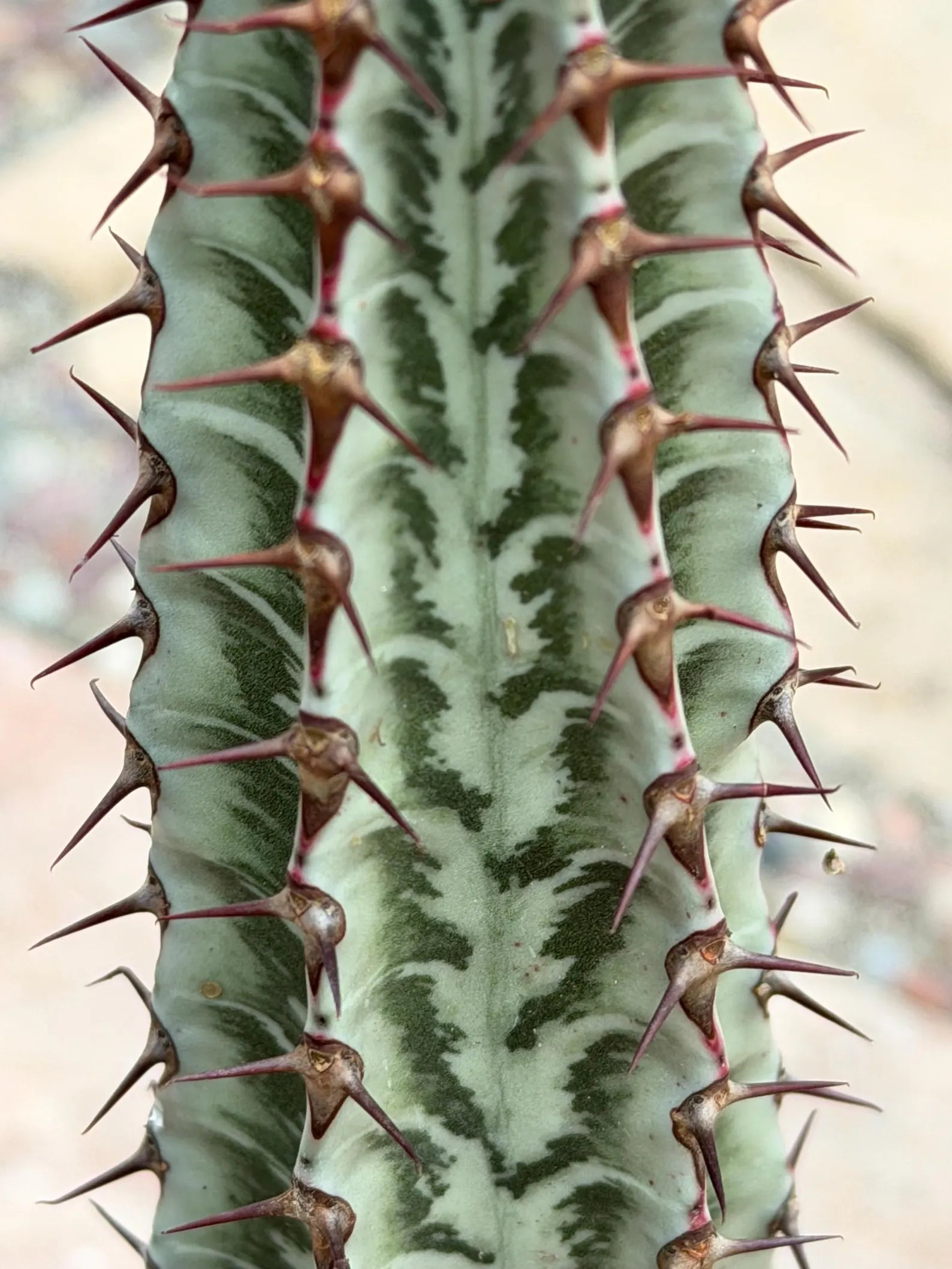 Euphorbia Confinalis Rare Spiked Succulent Live Plant #219