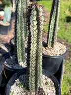 Euphorbia Confinalis Rare Spiked Succulent Live Plant #219