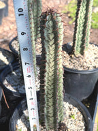 Euphorbia Confinalis Rare Spiked Succulent Live Plant #219