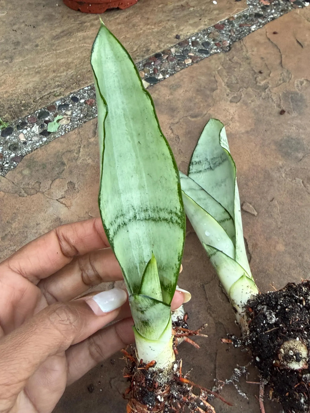 Sansevieria Moonshine Live Plant – 4-Inch Easy-Care Snake Plant Houseplant