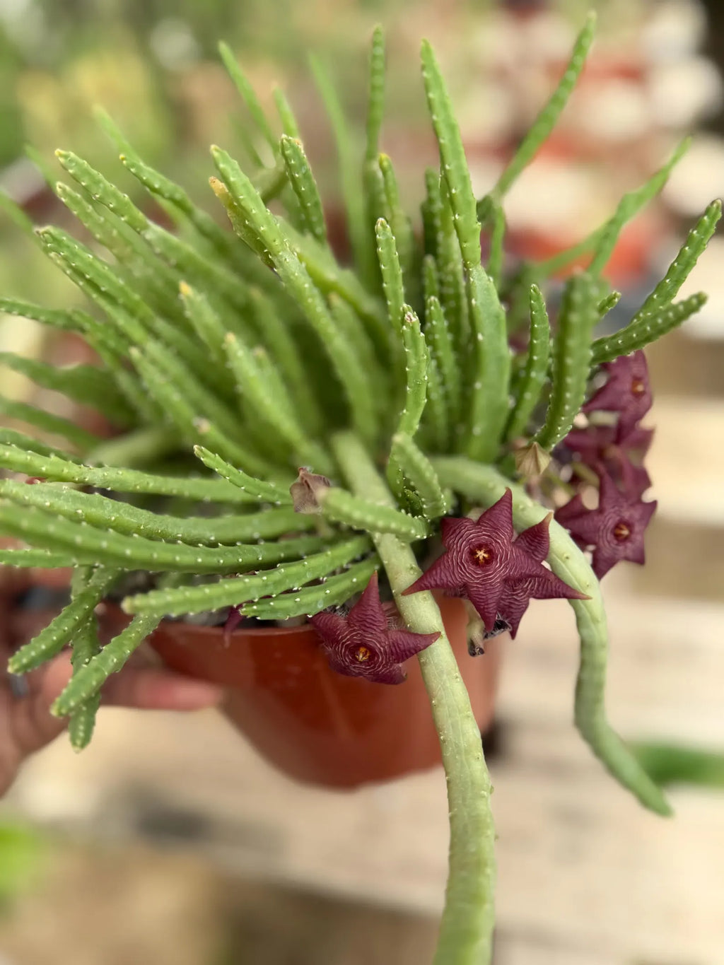 Stapelia Scitula Trailing Succulent | Rare Live Cactus Plant