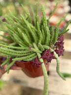 Stapelia Scitula Trailing Succulent | Rare Live Cactus Plant