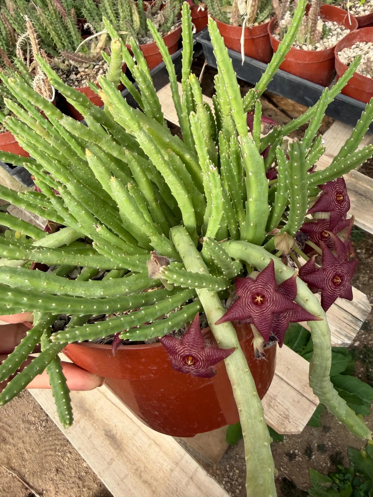 Stapelia Scitula Trailing Succulent | Rare Live Cactus Plant