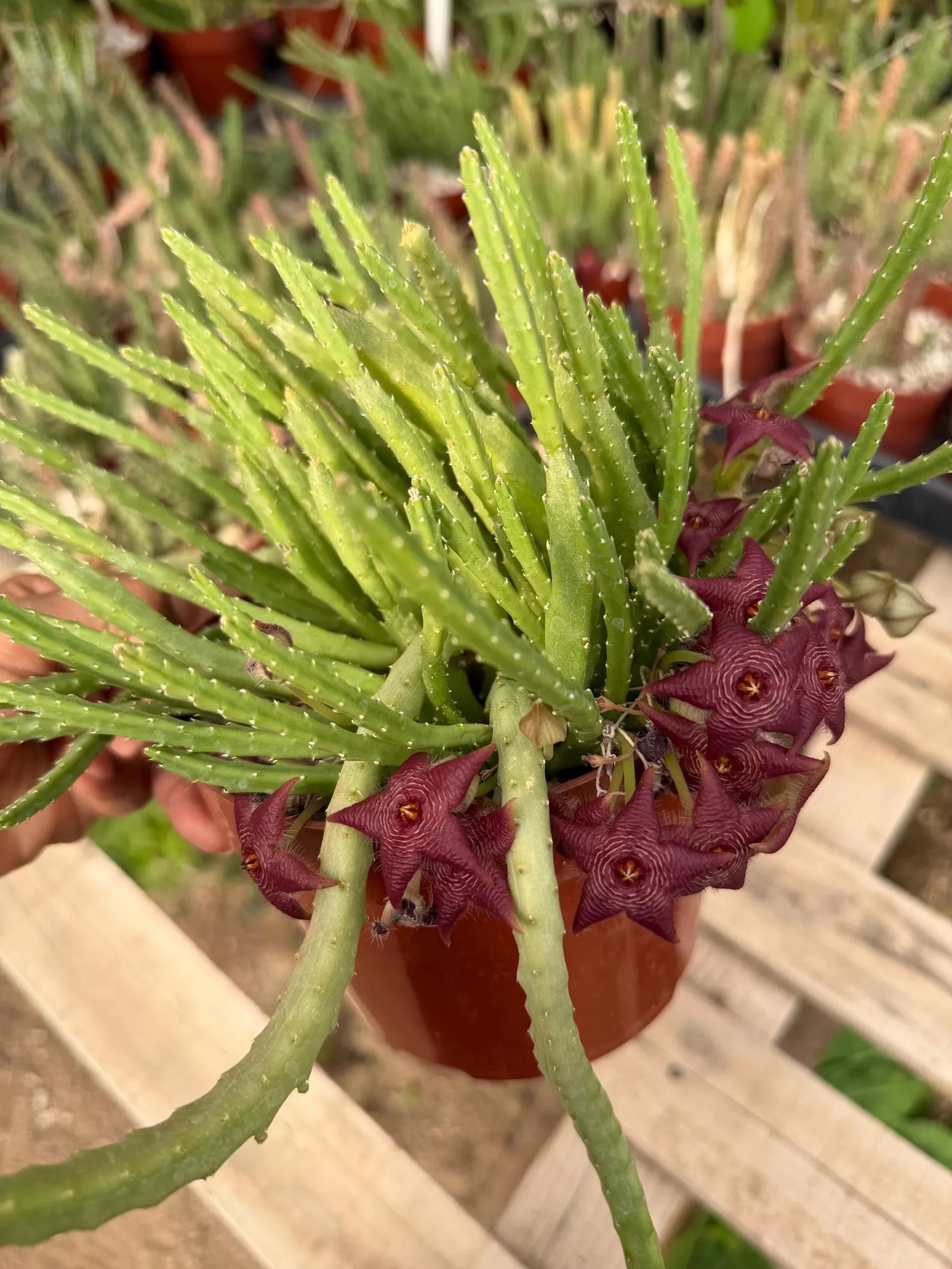 Stapelia Scitula Trailing Succulent | Rare Live Cactus Plant