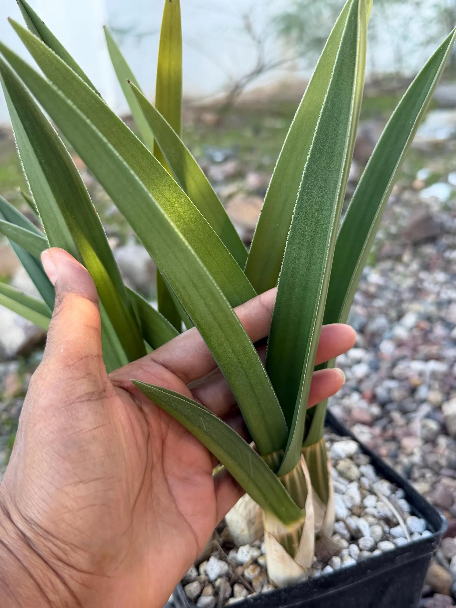 Desert Orchid Live Succulent Plant – Rare 9-10 Inch Easy Care Houseplant Gift