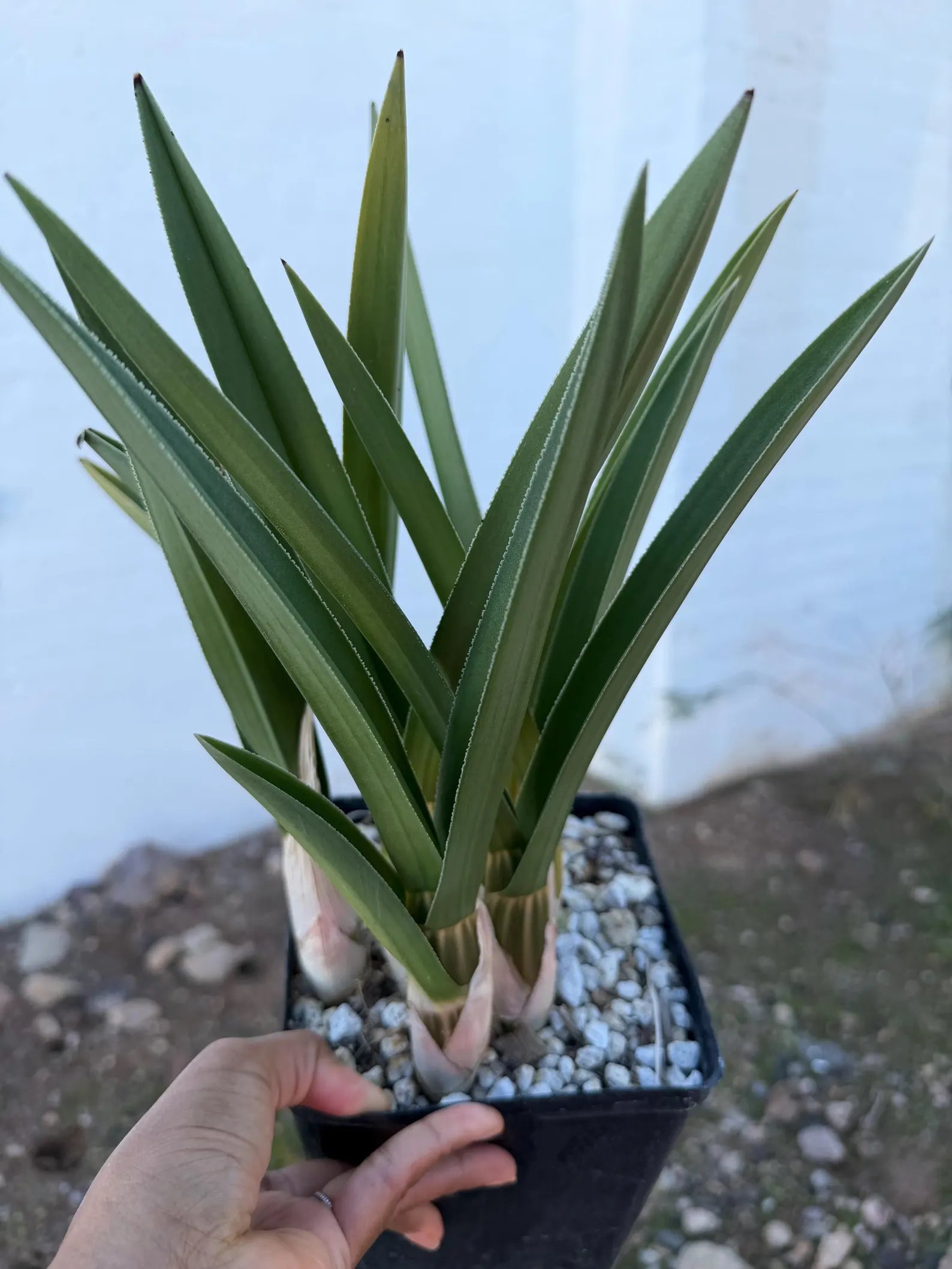 Desert Orchid Live Succulent Plant – Rare 9-10 Inch Easy Care Houseplant Gift