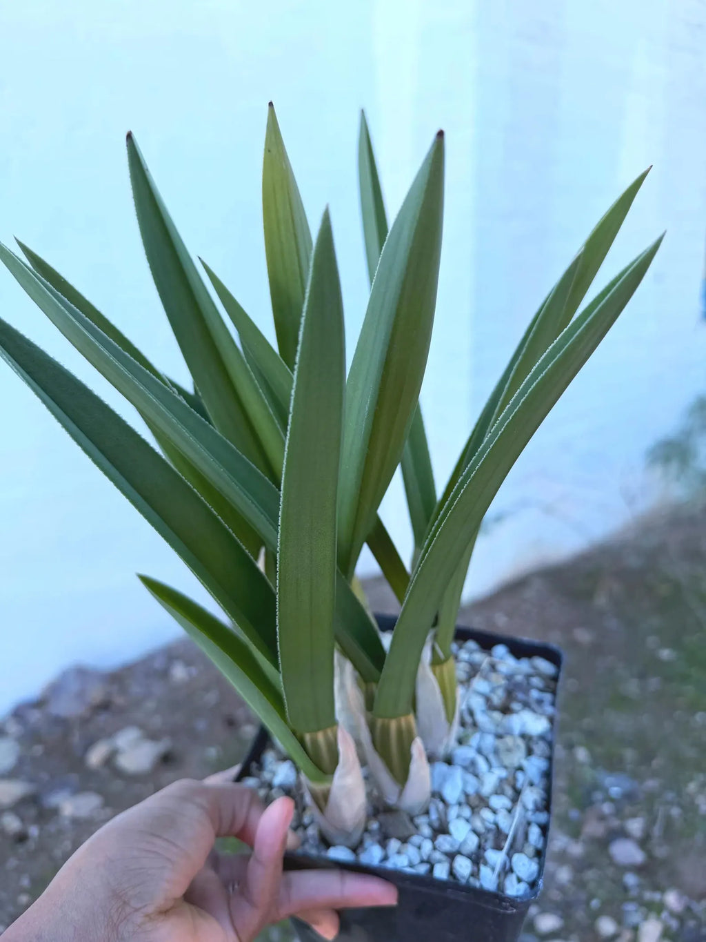 Desert Orchid Live Succulent Plant – Rare 9-10 Inch Easy Care Houseplant Gift