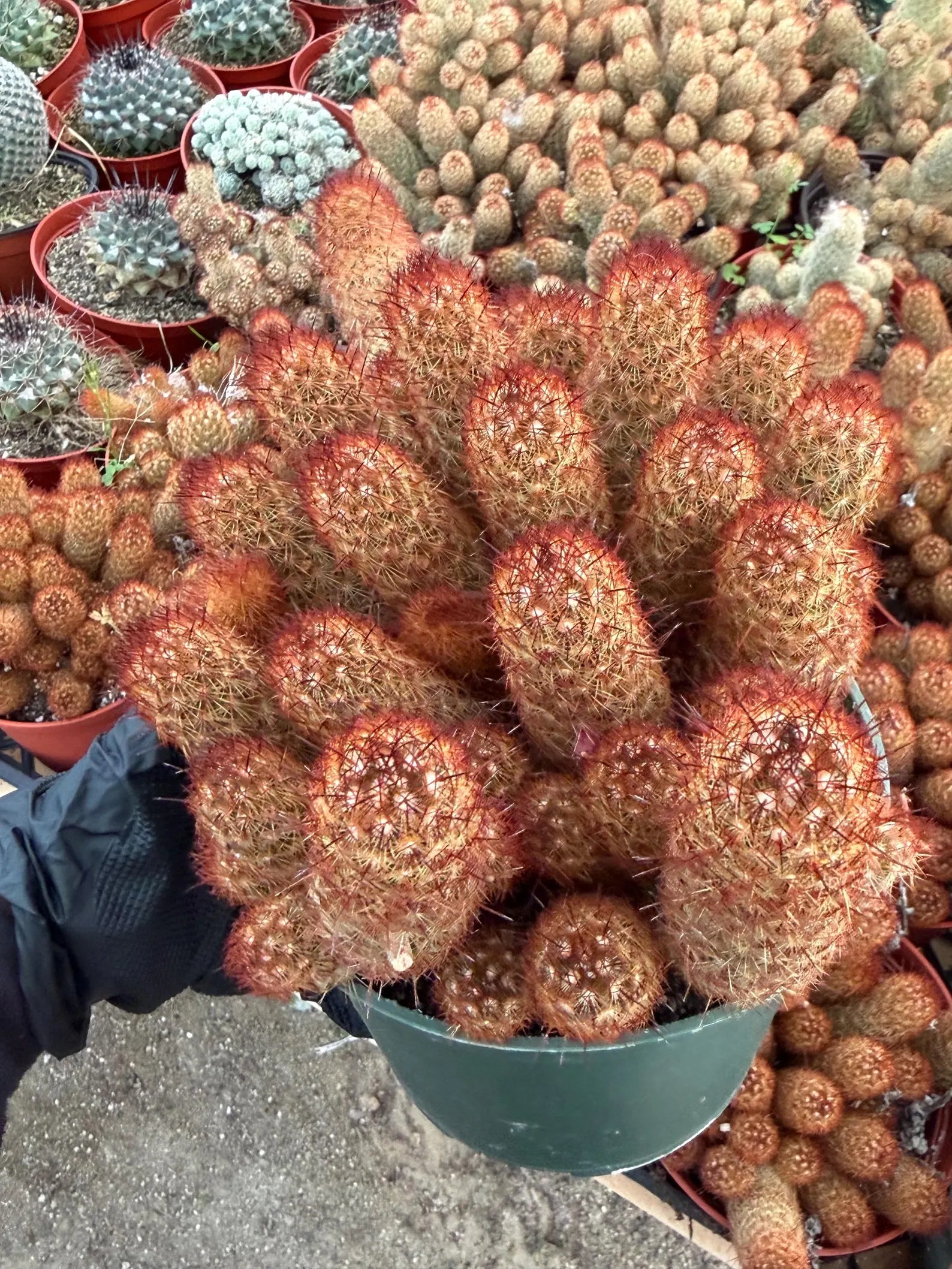 Large Mammillaria Elongata Cactus | 6 Inch Rare Live Cactus Plant | Easy-Care Succulent