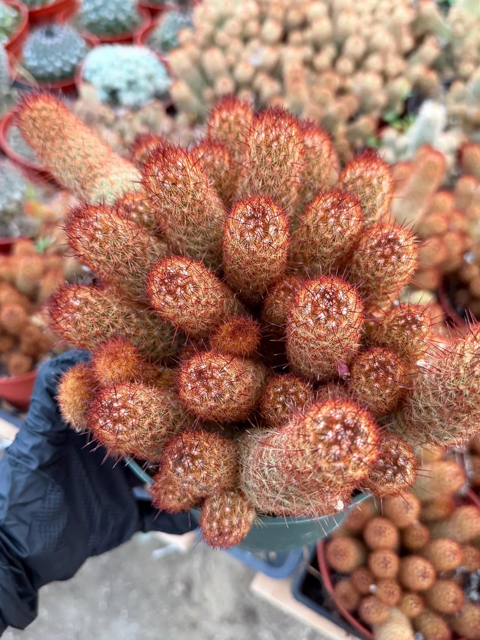 Large Mammillaria Elongata Cactus | 6 Inch Rare Live Cactus Plant | Easy-Care Succulent