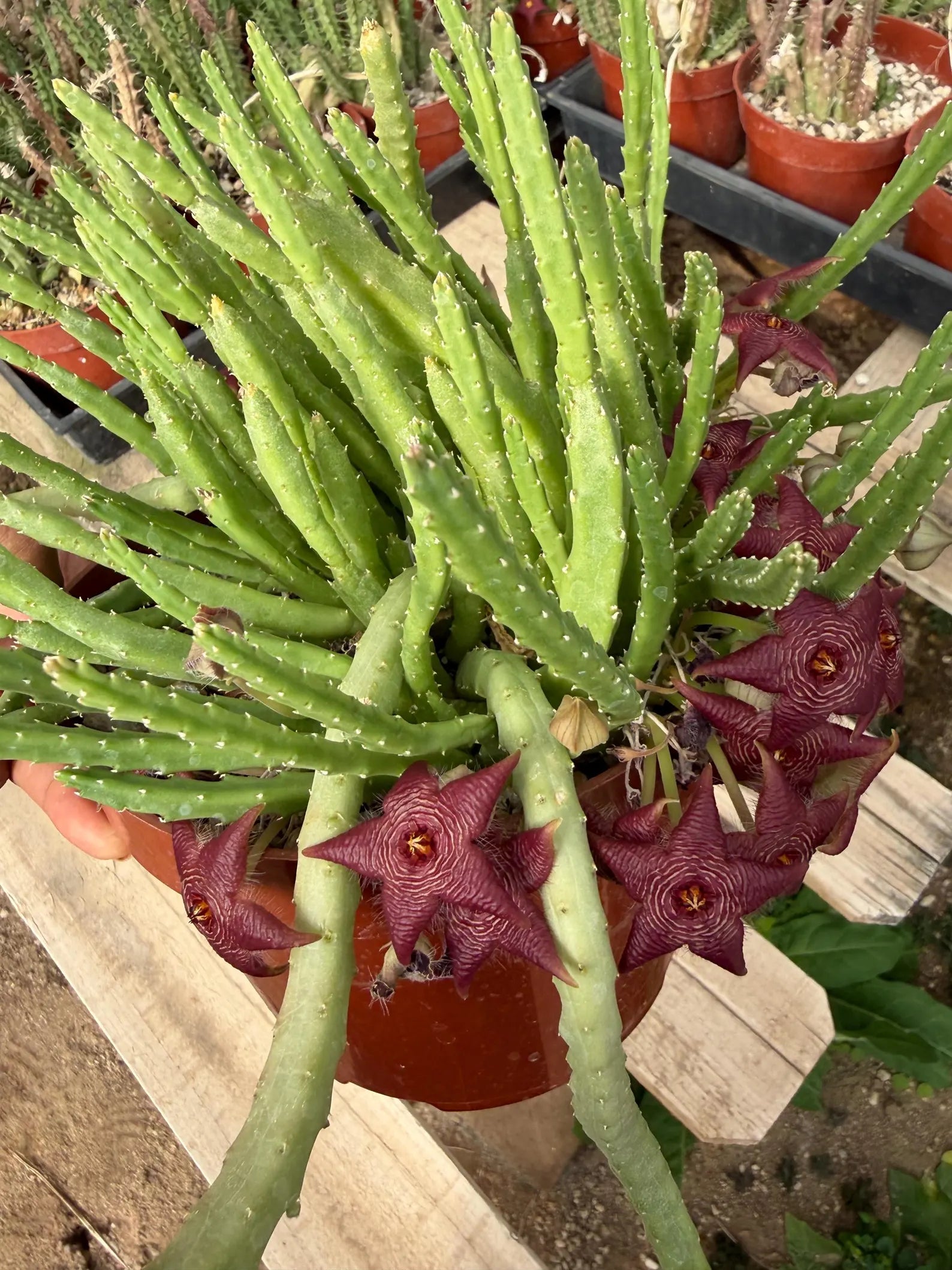Stapelia Scitula Trailing Succulent | Rare Live Cactus Plant